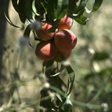 Prim?cias ? Os primeiros sinais da nova vida